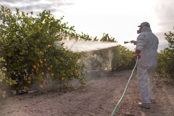 Best Insect Control  in Reedley, CA