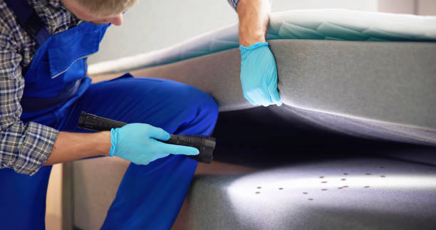 Wasp Removal Services in Reedley, CA